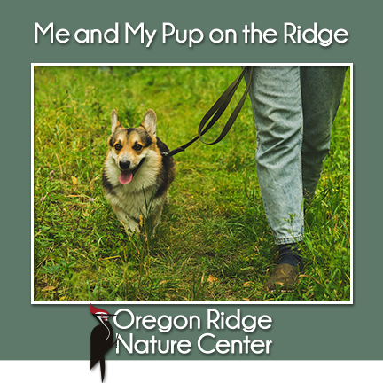 This week at Oregon Ridge Nature Center!
Me and My Pup on the Ridge
The second Tuesday of the Month – 9:30 - 10:30 a.m. Online Registration Required...
June 10 – …egonridgenaturecenter.wildapricot.org/event-6115844
July 8 –
…egonridgenaturecenter.wildapricot.org/event-6212393
August 12 – …egonridgenaturecenter.wildapricot.org/event-6208686
Adults with their pup.