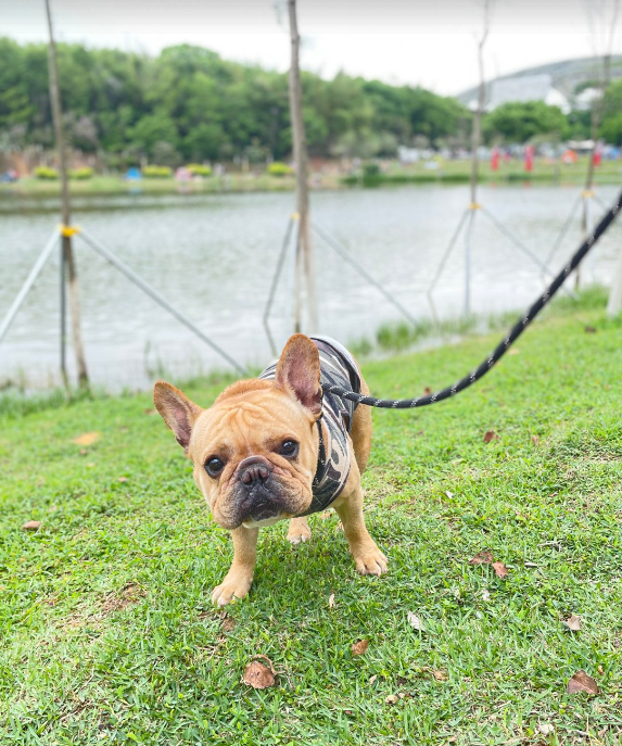 WangDa35743's tweet image. Hani reporting for park patrol 🐾🎖️
Camo fit: ✅
Tiny but tough: ✅
Cutest boss around 😎🐶
#HaniOnDuty #BulldogVibes #CamoCutie