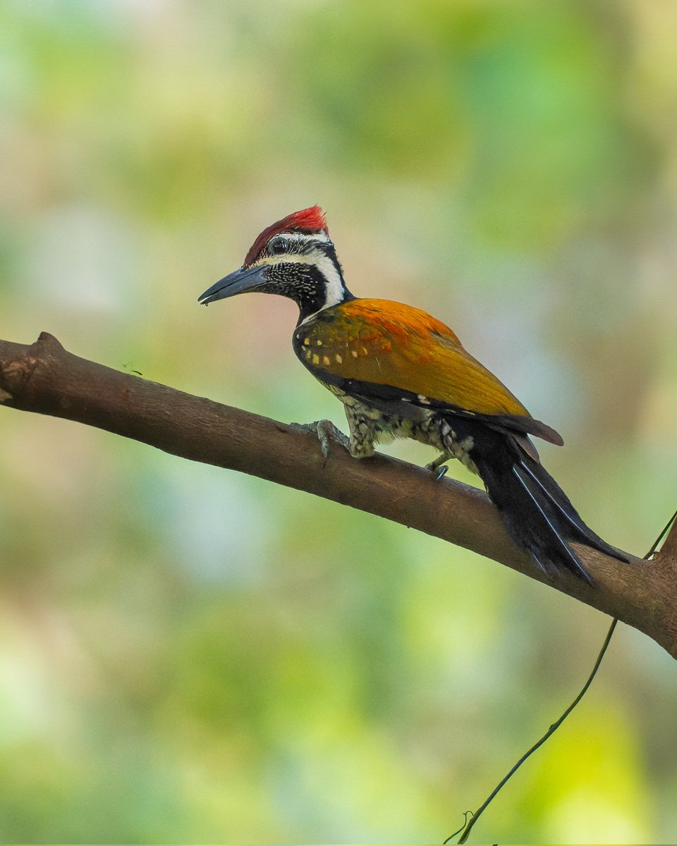 A dash of crimson, a splash of gold. Nature’s way of beating the Monday slump. Happy week ahead folks #indiaves in frame #blackrumpedflameback #woodpecker #birdphotography #birdwatching #natgeoindia