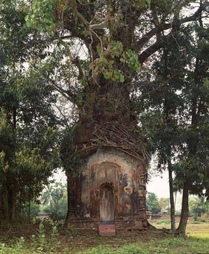 A temple is becoming a tree. God shows that every tree is a temple. 
Somewhere in West Bengal ❤️🙏