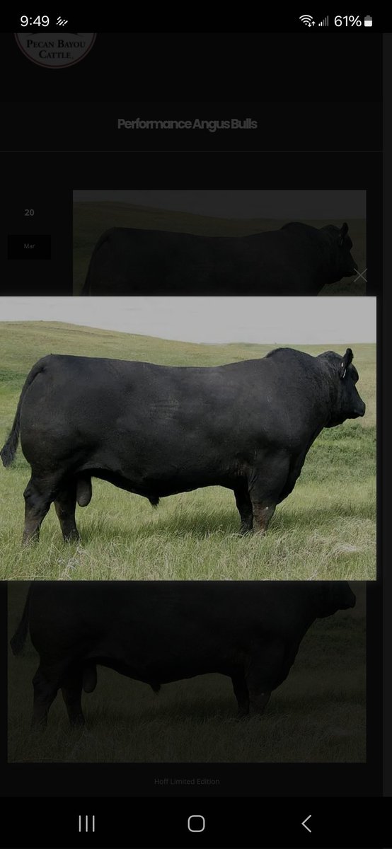 I have a neighbor looking for a 2-4 year old black simmental. Anyone have one available?