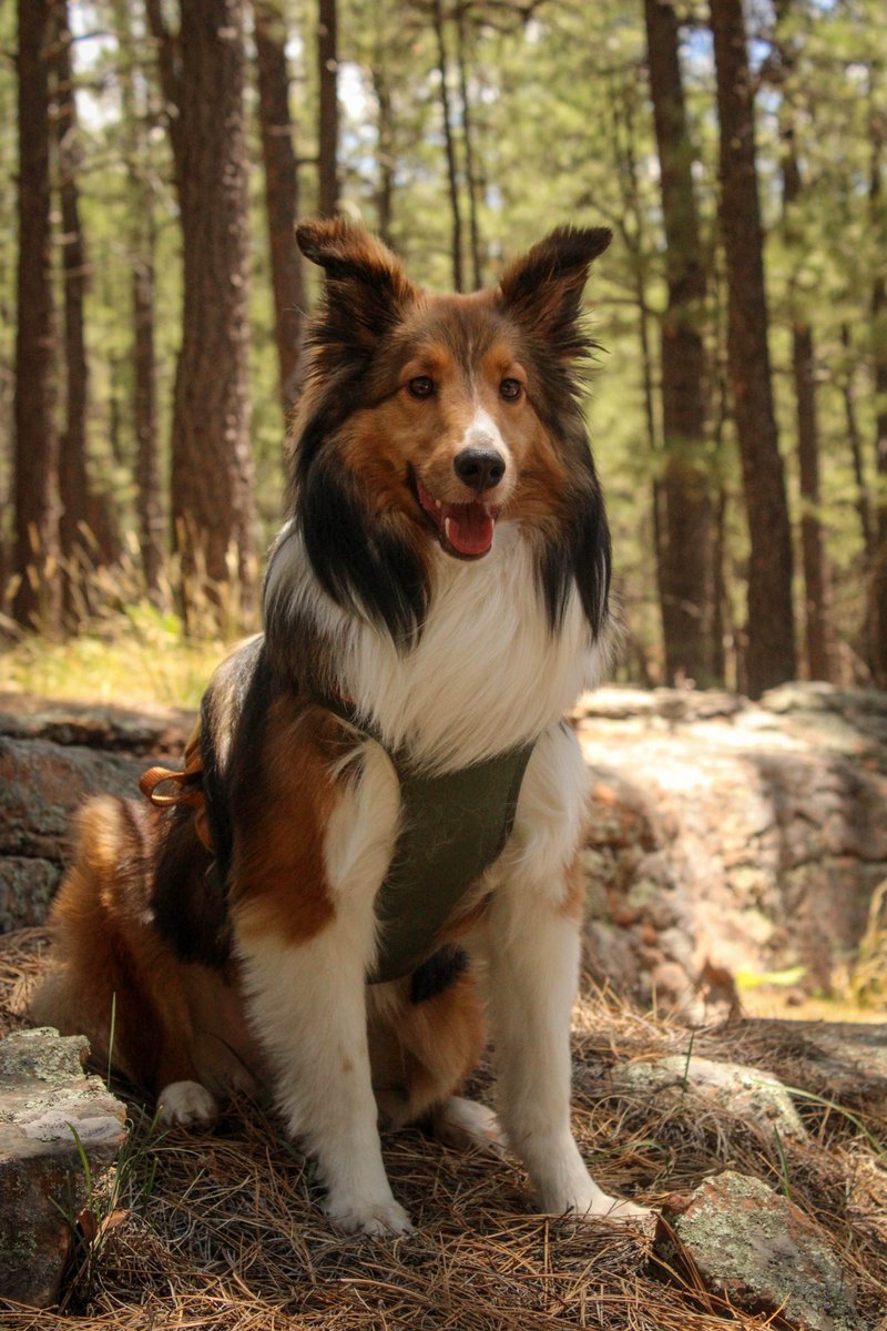 kenzbug_'s tweet photo. Look at my beautiful son (and the rest of the forest too ig) https://t.co/HCbaL2wfpA