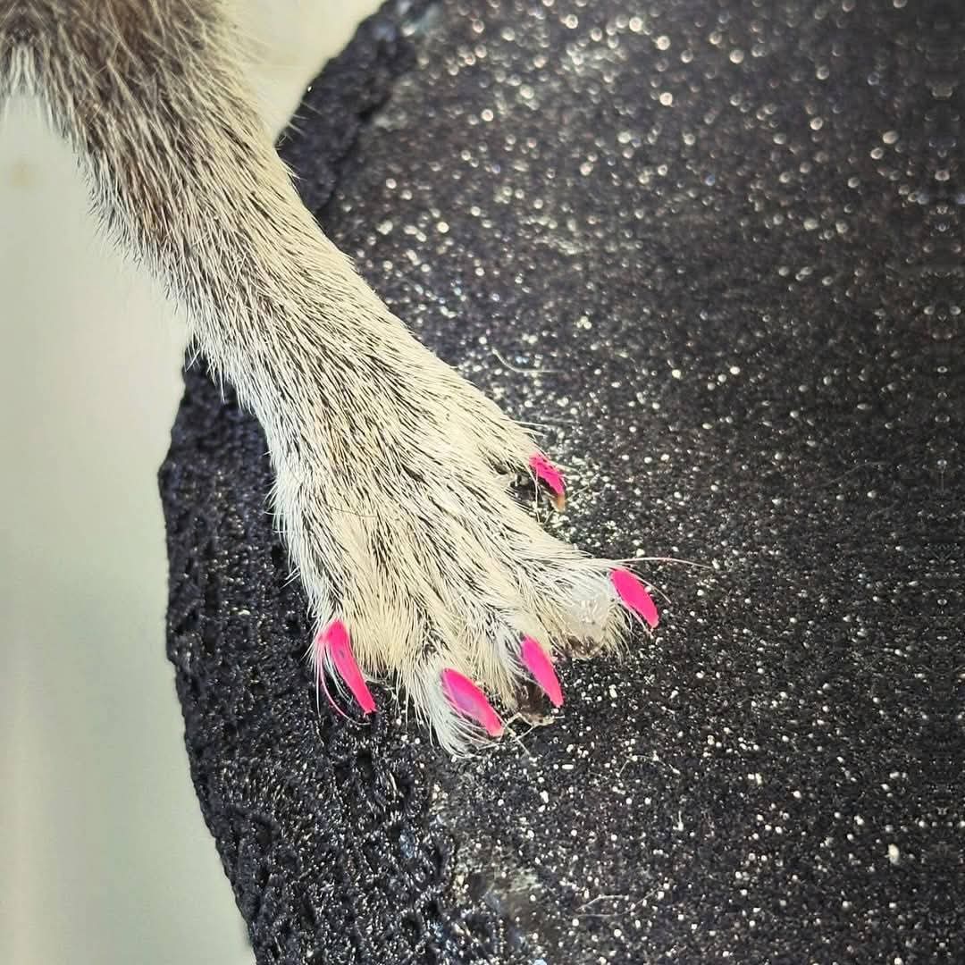 There is no denying this is an <a href="/ArtVandelayTax1/">Art Vandelay Taxidermy</a> original. #AMFV