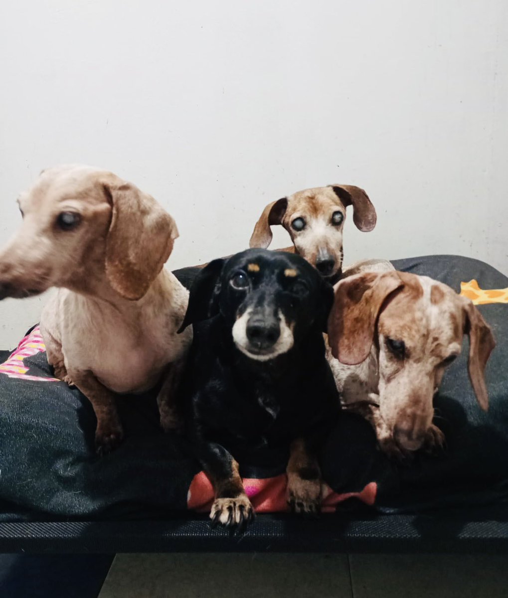 Amigos del cuartel 🐾
Hoy voy a comprar pollito deshebrado para los abuelos, por si desean echar una patita. Compro mínimo 12 bolsitas cada semana, lo voy chiquiteando pues se los ofrezco como premio para poder darles sus medicamentos.
Cuesta $94 el paquete 🙏
Mil gracias 🫶