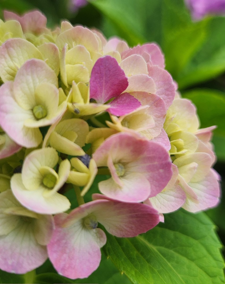 これから七変化