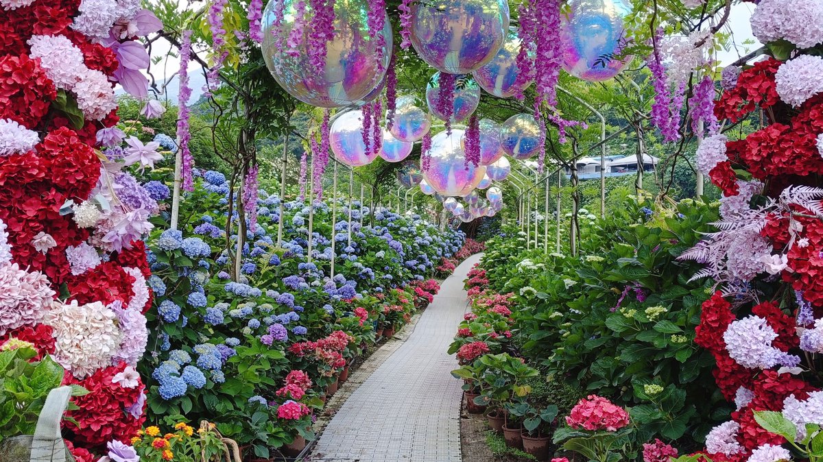 NewTaipeiGov's tweet photo. Spanning over thousands of square meters , the vast hydrangea fields in #Wanli, #NewTaipeiCity are a breathtaking sight. Blooming in shades of blue, purple, and pink, the endless sea of flowers creates a colorful landscape that feels like entering a hidden paradise.💐
📷FB邱佳伶 https://t.co/h6sBaD8PwA