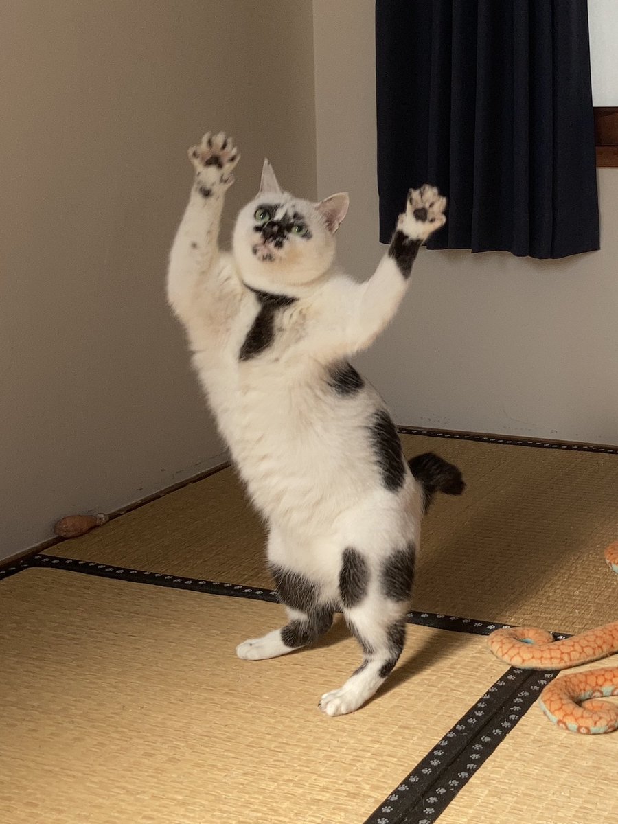 きょうのガンちゃんトトちゃん (@matio9007) / Posts / X