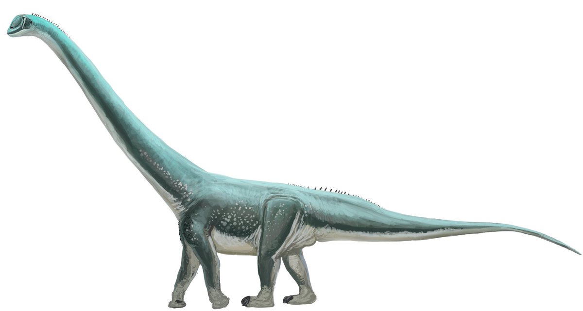Cetiosauriscus done for Wikipedia