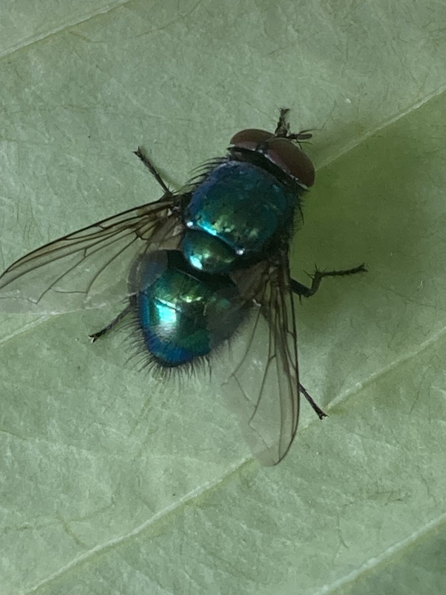 Susan Rodrigues tweet media