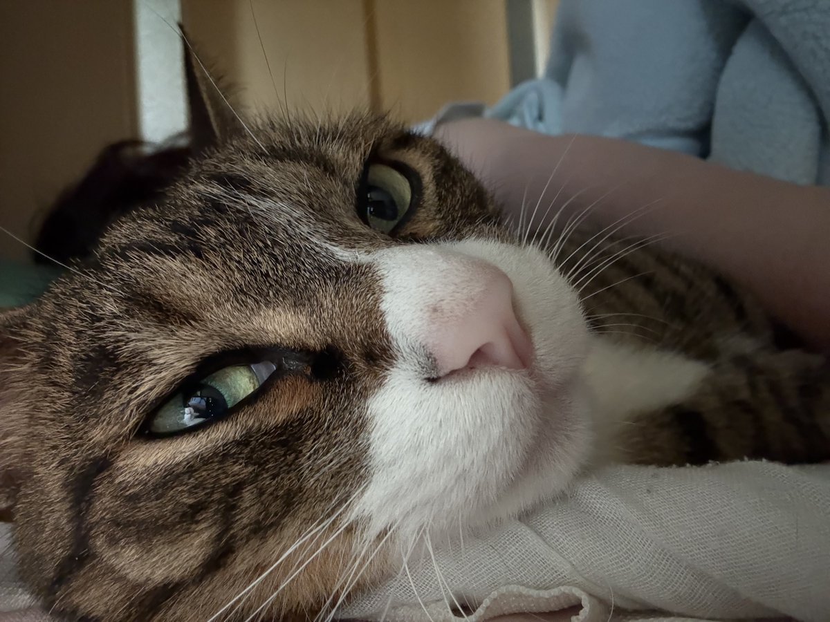 PatraRook's tweet photo. おはにゃ🐱

#猫
#保護猫 https://t.co/JSHRJh0vmY