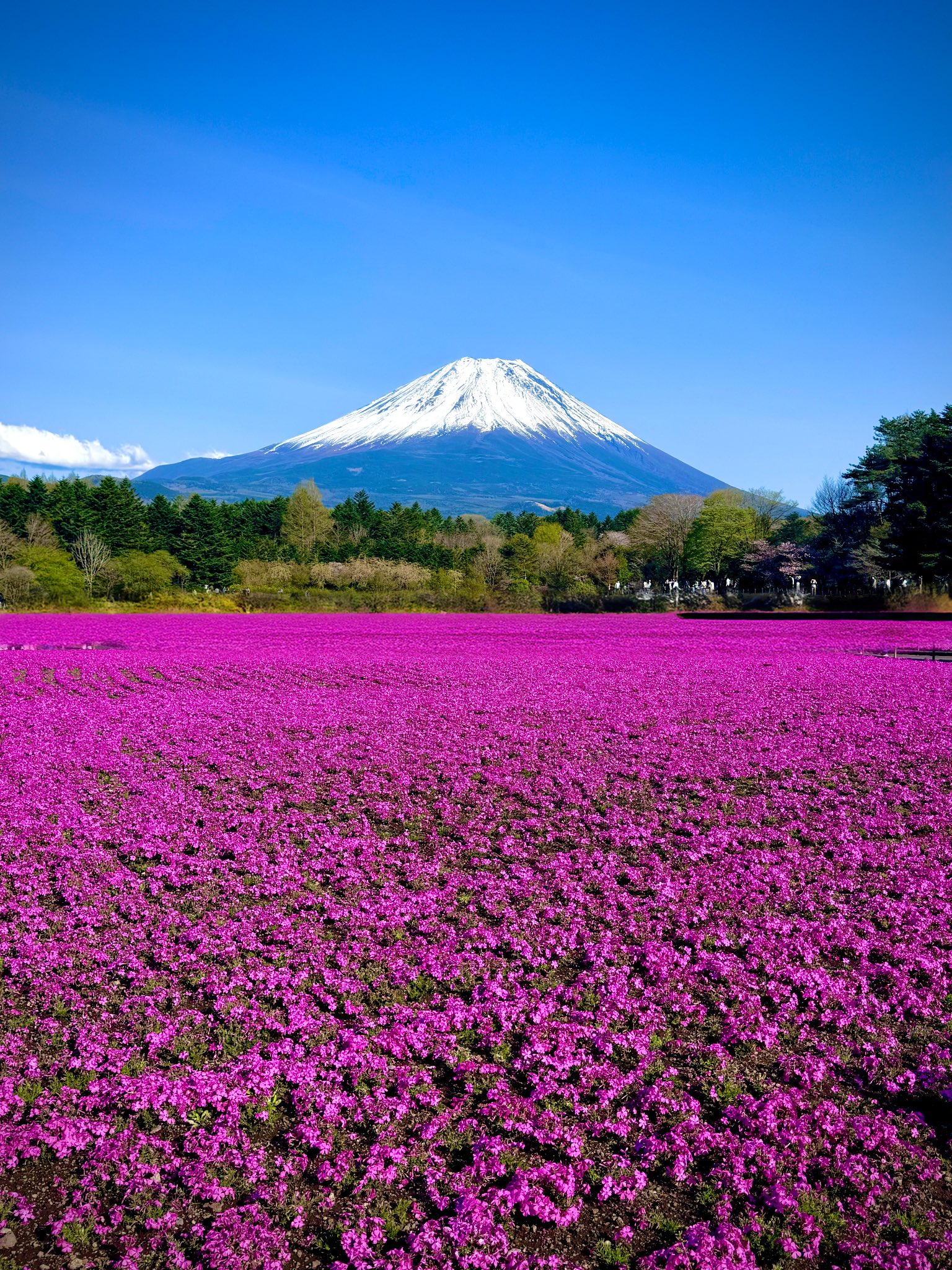 Baccaratさま専用彩りは鮮やかにマット紙の優しい●桜色富士山がんどうあつし Baccaratさま専用彩りは鮮やかにマット紙の優しい○桜色富士山が