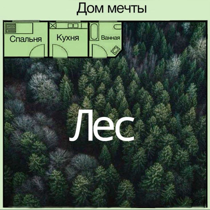 черепаший хлеб 🇷🇺 (@akitalizard) on Twitter photo 