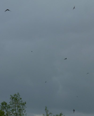 Big number of Swifts feeding on the wing over the river Maine this evening! Huge fly hatches! <a href="/BirdWatchIE/">BirdWatch Ireland</a> <a href="/KerryBirdNews/">Kerry Bird News</a>