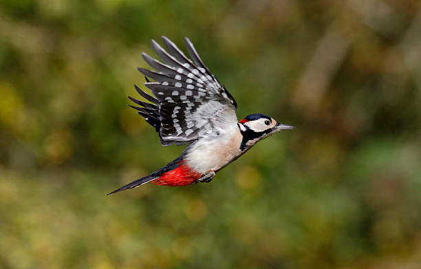AMonophthalmos's tweet image. A woodpecker flew against our window today and was limping through the grass with a broken wing. Last I saw him he was hardly moving at all. I really should have mercy killed him, but I didn't and now it's dark. Poor little guy.