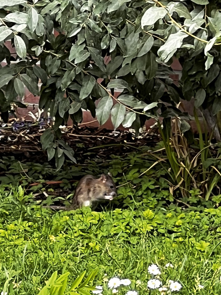 Felipedelaserna's tweet photo. @Paris  @Mairie10Paris  @mairieParis #Paris  certains parcs de Paris (ici le Square Alban Satragne, dans le 10ème) ont une faune très exotique qui côtoie les personnes qu’y se reposent . On dirait que la salubrité publique est une question secondaire… https://t.co/CEbCZddQfT
