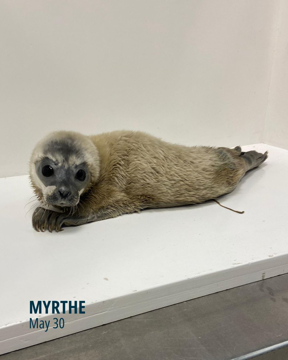 Zeehondencreche's tweet image. The first swim of small pups Myrthe and Gaia: youtube.com/shorts/COiWjzU… Myrthe was only 5.4 kg when she came in. 😢 Gaia had to be brought to us because families and dogs were takings pictures with her.