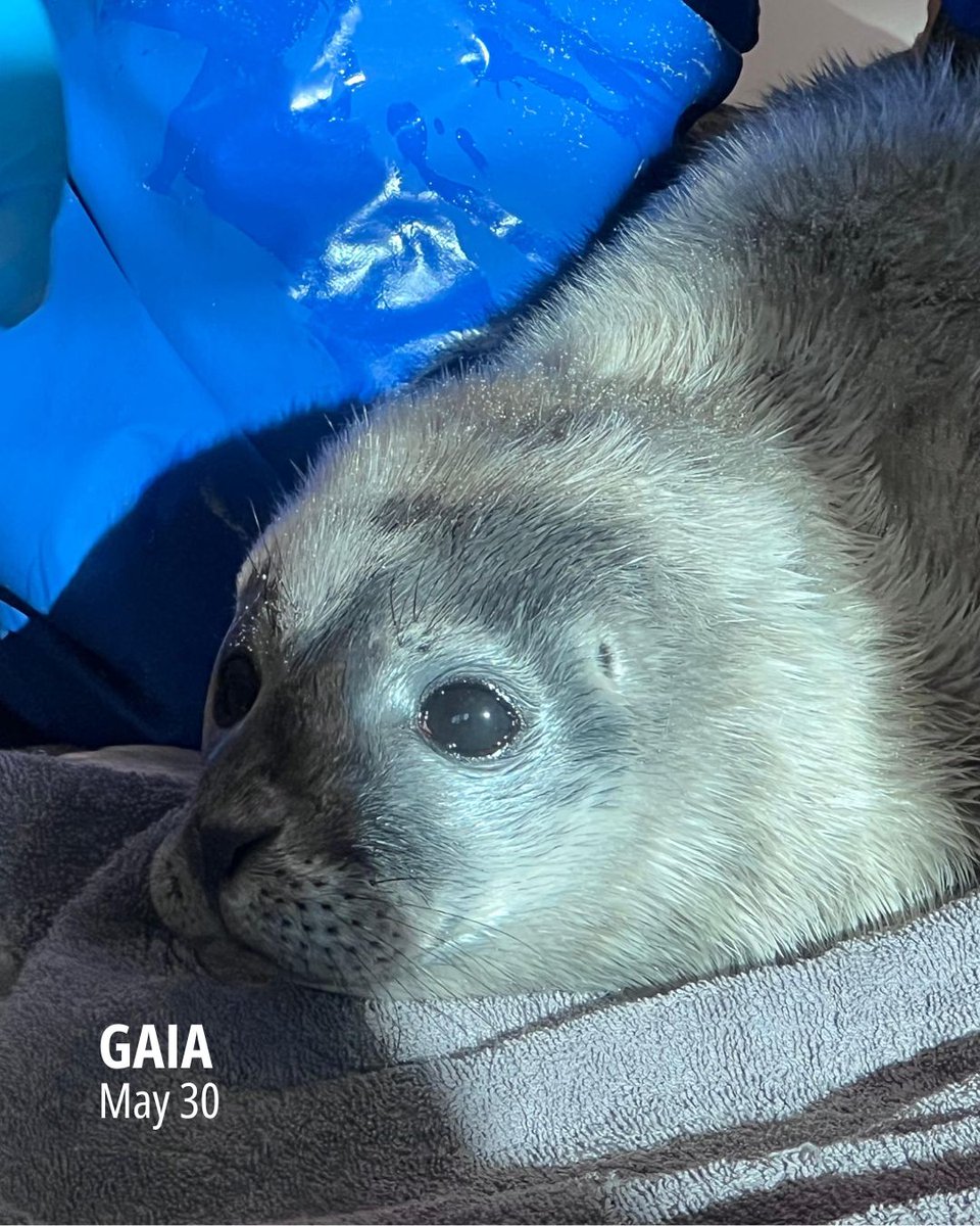 Zeehondencreche's tweet image. The first swim of small pups Myrthe and Gaia: youtube.com/shorts/COiWjzU… Myrthe was only 5.4 kg when she came in. 😢 Gaia had to be brought to us because families and dogs were takings pictures with her.