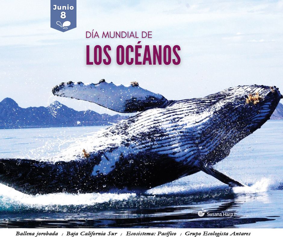 El oceanógrafo y pionero en la conservación y defensa de los #océanos, el francés Jaques Cousteau, planteó que “sólo se protege lo que se ama. Sólo se ama lo que se conoce”, por eso es importante conocer lo maravilloso de la vida marina y sus grandes bondades para las sociedades