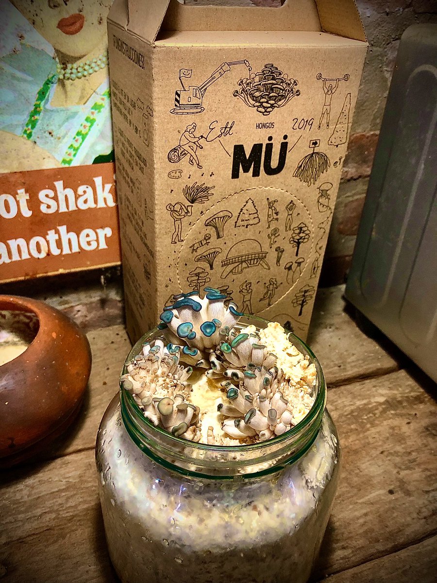 HongueraLa's tweet photo. 🍄 Transformed household waste into fungal protein ♻️🧉🍄 https://t.co/1hicbCtBPp