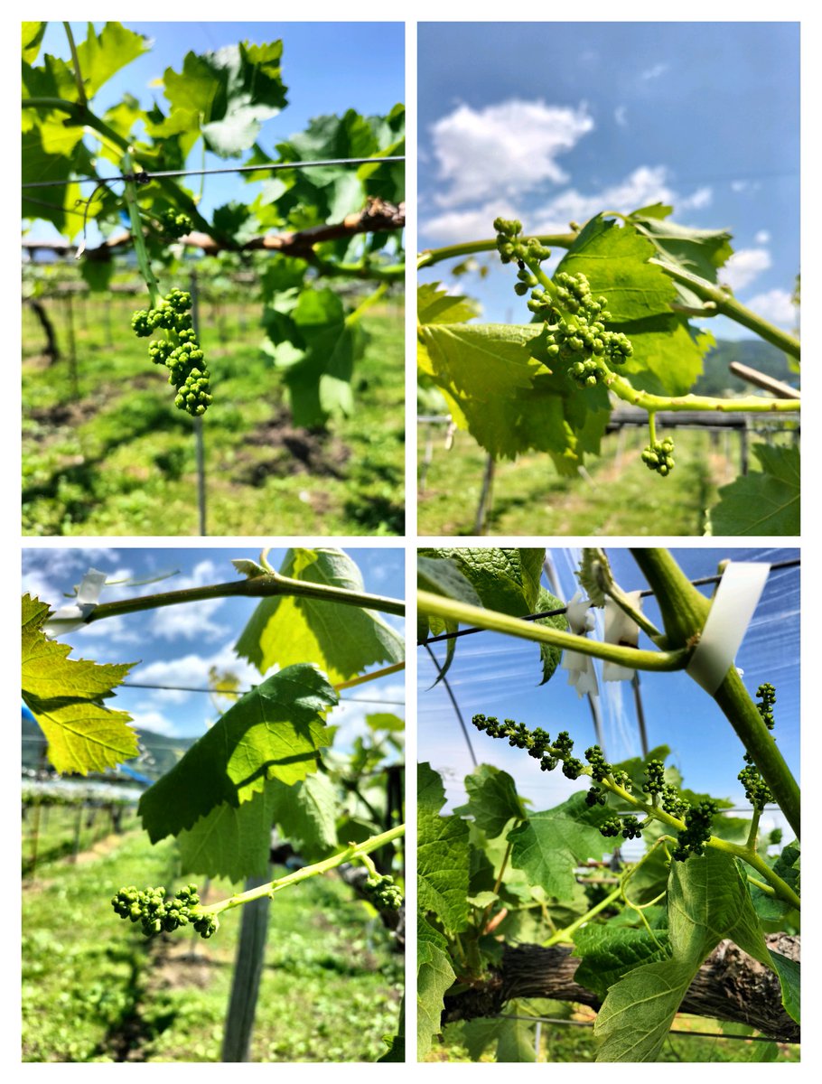 🍇葡萄の摘房（てきぼう）
#農業 #ぶどう #ゴルビー