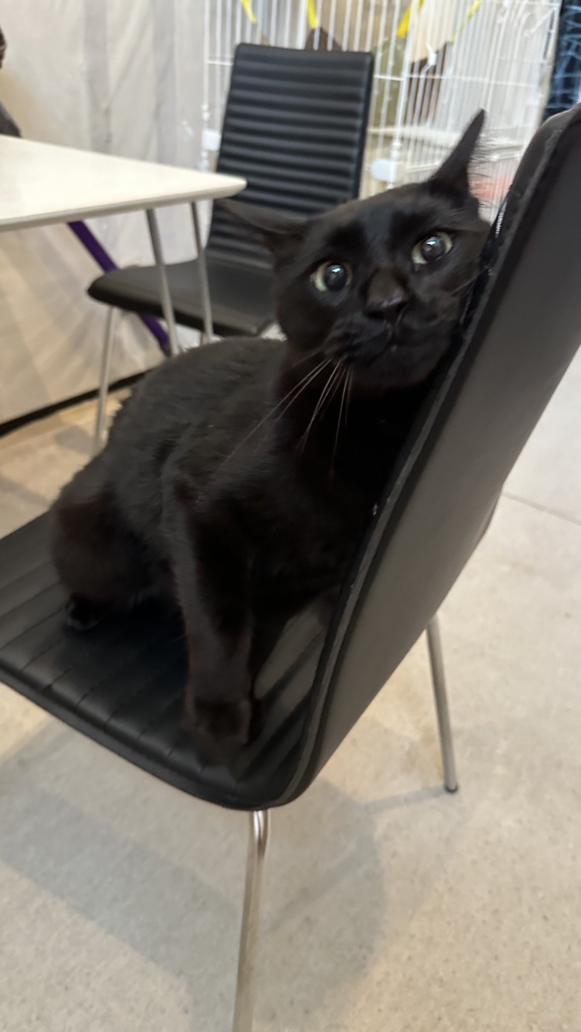 黒猫トニー on X: 