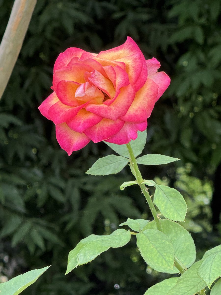 May your new week be filled with joy and inspiration🌹