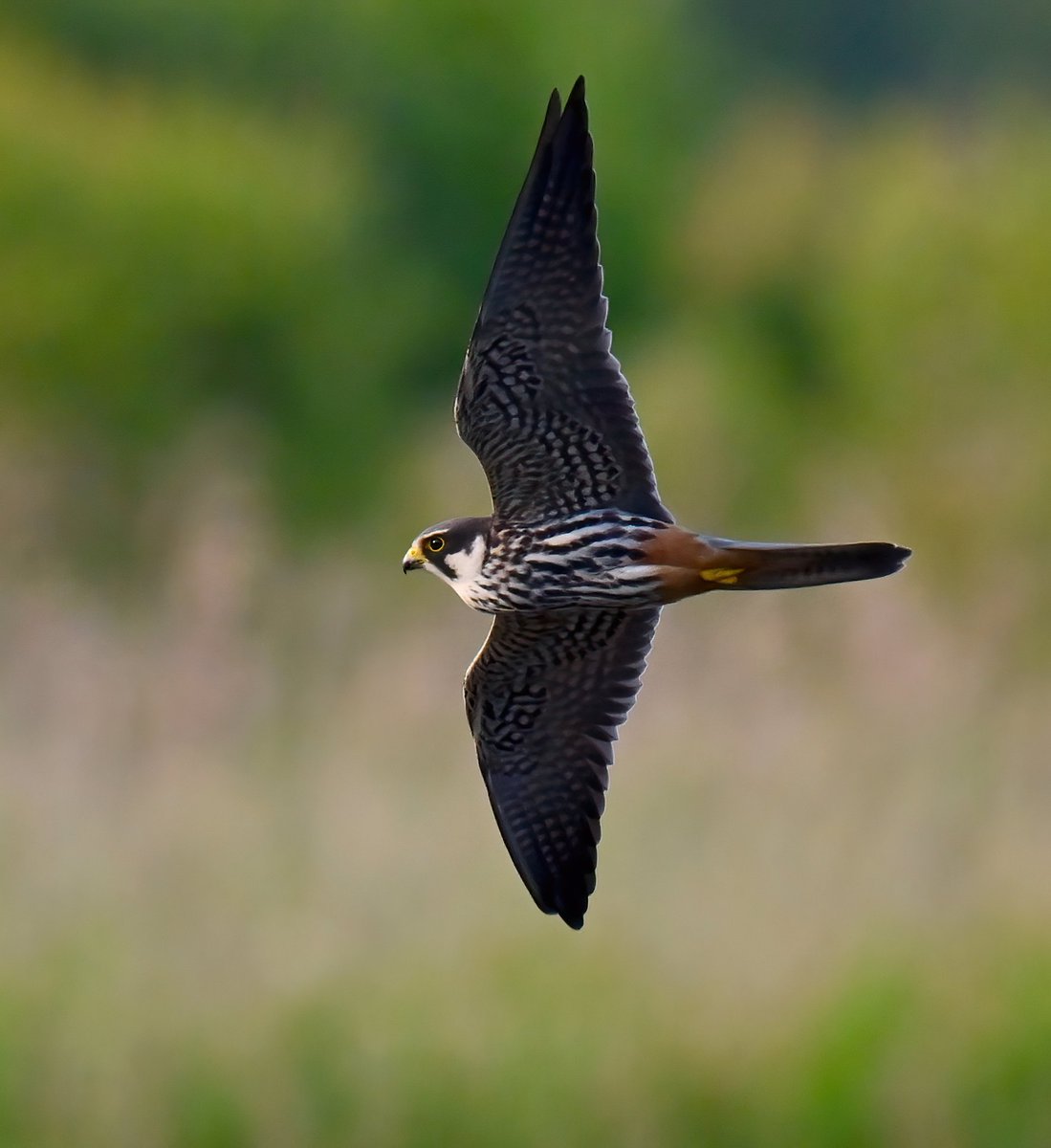 Wonderful to see this Hobby low flypast at Shapwick Heath in Somerset yesterday evening! 😍😊🐦
