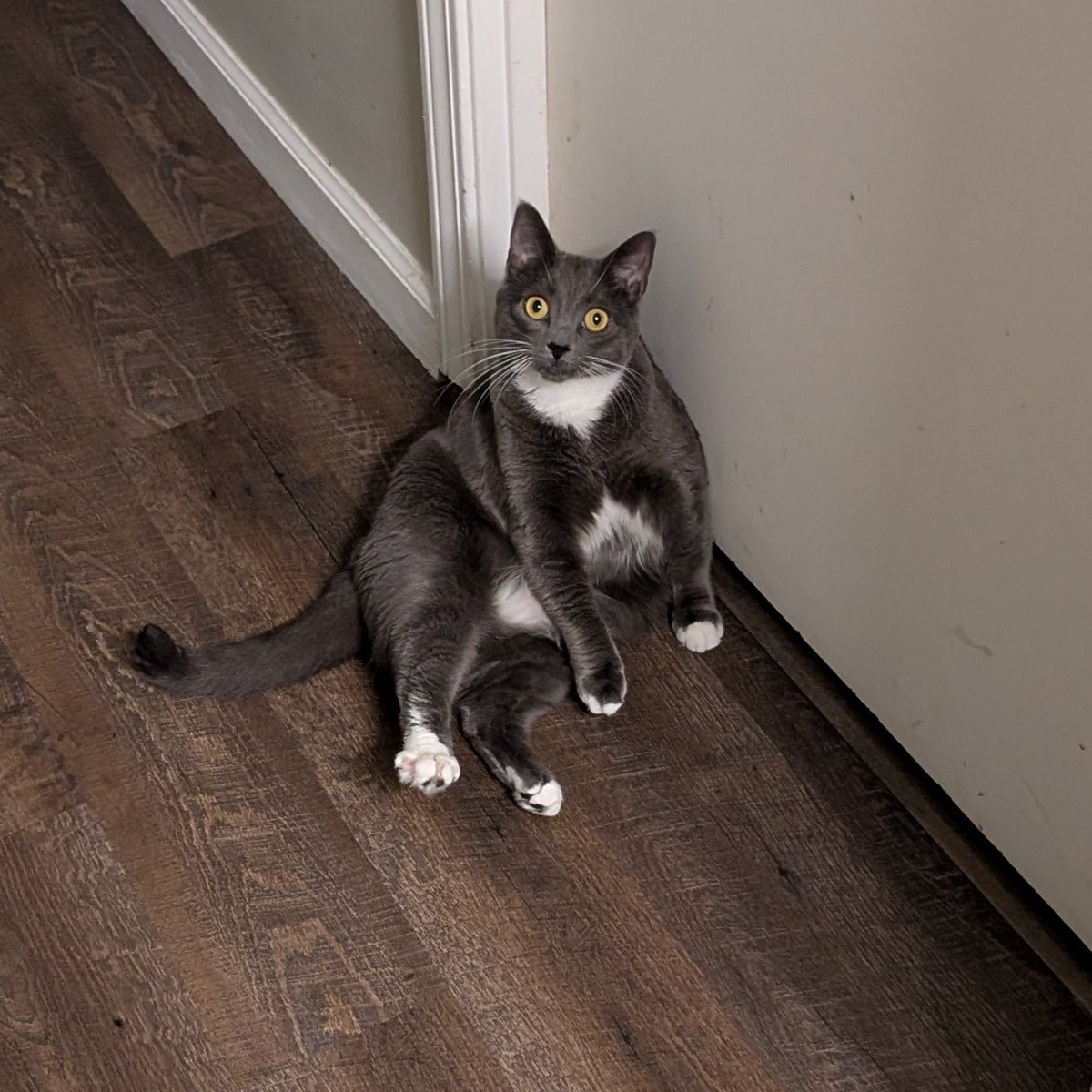 Ginger And Turnip tweet media