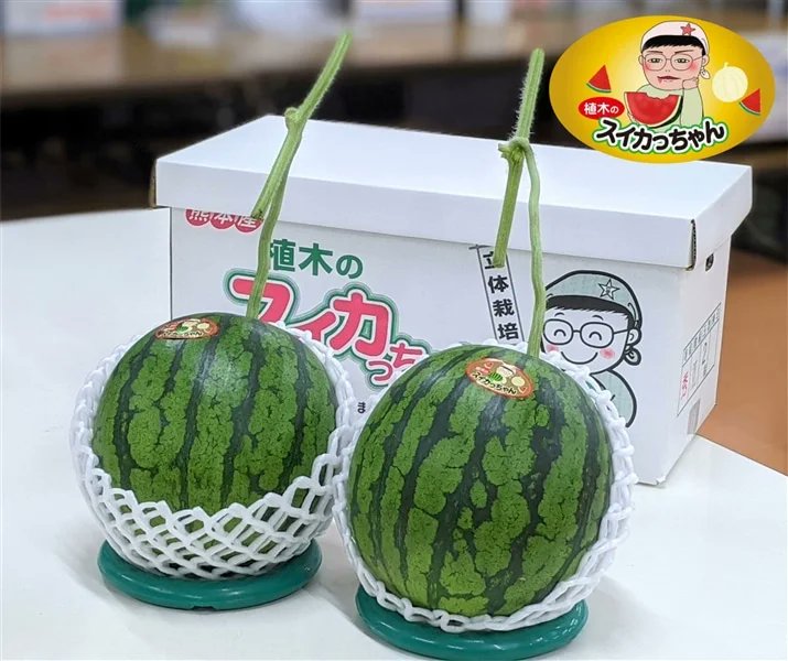 熊本県　植木町産　空宙スイカ　2L2玉セット