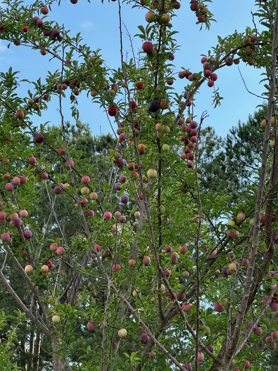 My fruit cocktail tree! Look at these yummy plums 😍 #harvestseason