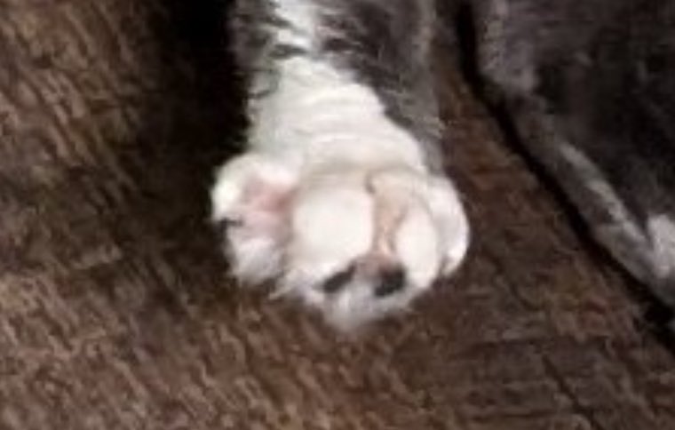 cheddar 🤍 esther tweet media