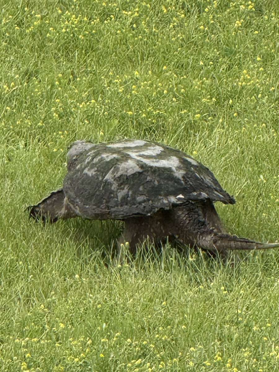 Got some kayak fishing in yesterday.  Got a couple bass and crappie and seen this big turtle. #fishing