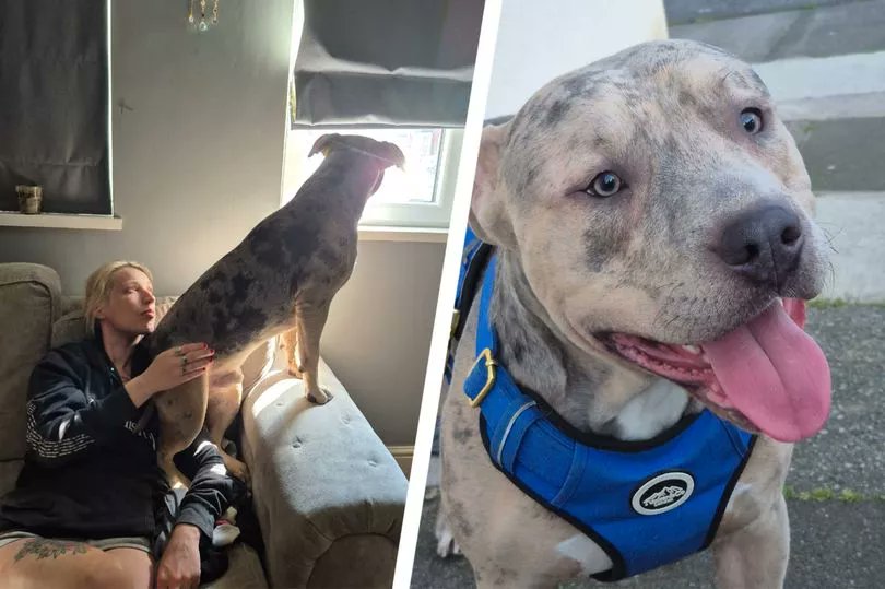 Life coaching & wellness services (@good_vibes_up) on Twitter photo Mum's legal fight to keep Charlie now banned as an #XLBully 🐶❤️
#EndBSL <a href="/10DowningStreet/">UK Prime Minister</a> #UK
Kaylie Staniland is fighting a legal battle to get a certificate of exemption for her beloved pup Charlie after she was mis-sold an XL Bully
A mum who thought she was bringing home Mum's legal fight to keep Charlie now banned as an #XLBully 🐶❤️
#EndBSL <a href="/10DowningStreet/">UK Prime Minister</a> #UK
Kaylie Staniland is fighting a legal battle to get a certificate of exemption for her beloved pup Charlie after she was mis-sold an XL Bully
A mum who thought she was bringing home