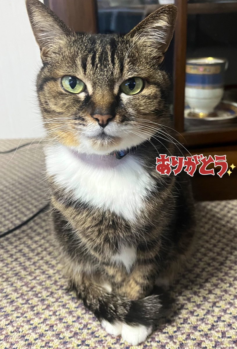 ひさりん❀.今までありがとう🙏🏻このアカウントは終了しました💐 tweet media