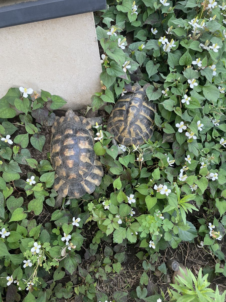 東京は、明日から梅雨らしいですね☂️なので今のうちに散歩させておきます🐢ホント大黒は大きくなりましたよー！あっという間の6年でしたw #リクガメ