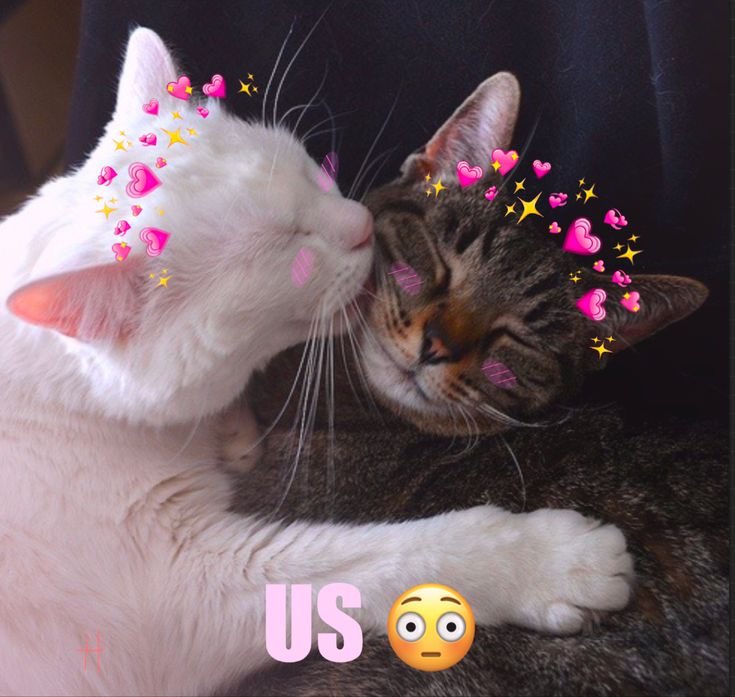 maju (@majuxaro) on Twitter photo 