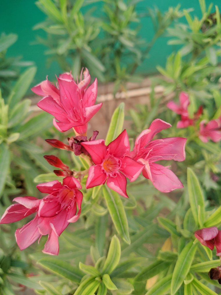 Good morning X friends❣️