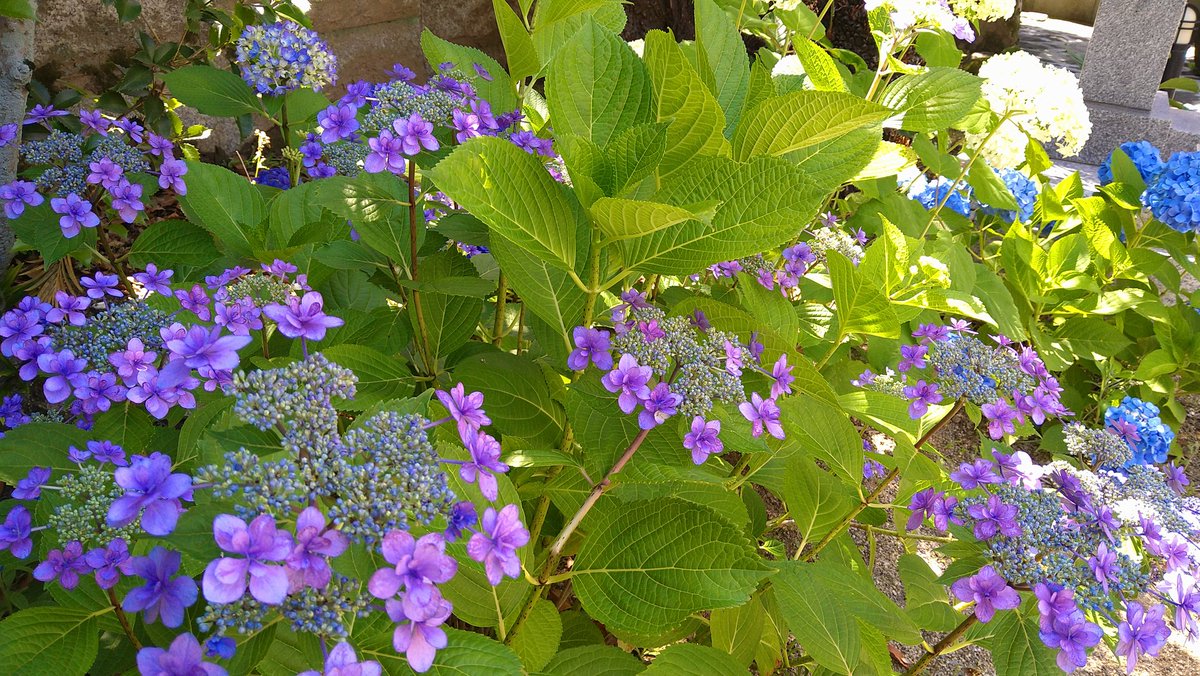 そろそろ梅雨かなー
良い１日を🌿✨