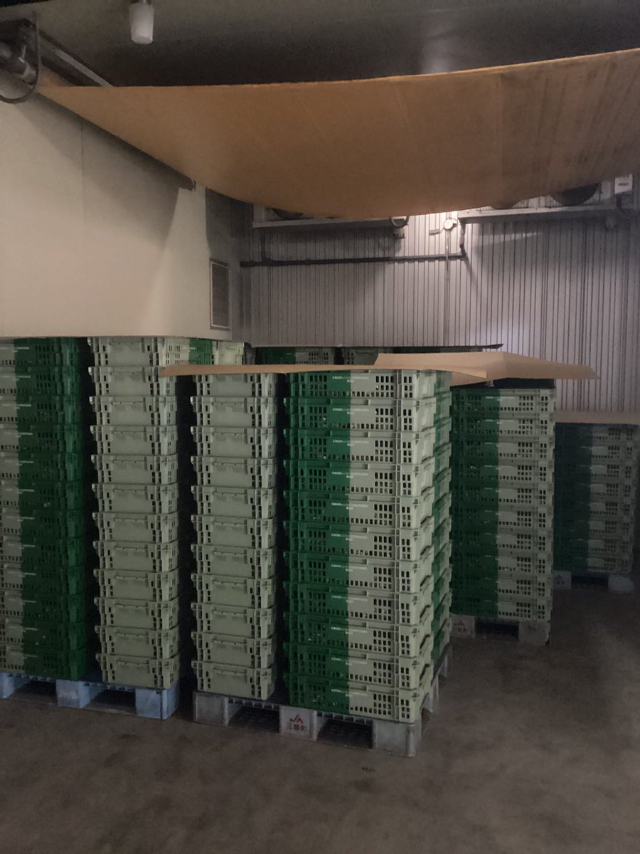 おはしいたけです🍄‍🟫
この土曜、日曜でしいたけが合計１トン超採れた😹
選別がまるで間に合わず、JAの予冷庫へ避難🙀
新品種、強力すぎだろがよ😹

#しいたけ大爆破