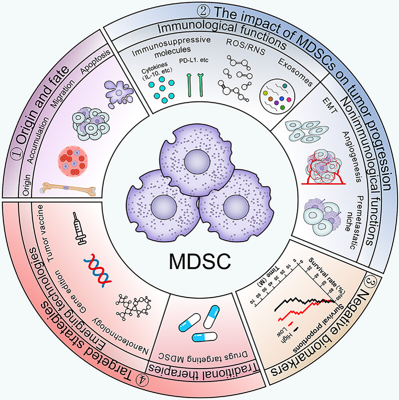 #Review in <a href="/MedComm_MC/">MedComm</a> 

Myeloid-Derived Suppressor Cells in Cancer: Mechanistic Insights and Targeted Therapeutic Innovations👉doi.org/10.1002/mco2.7… , by the team from Guangzhou Medical University

#MDSCs #phenotype #TME #tumormicroenvironment #biomarker #TherapeuticStrategy