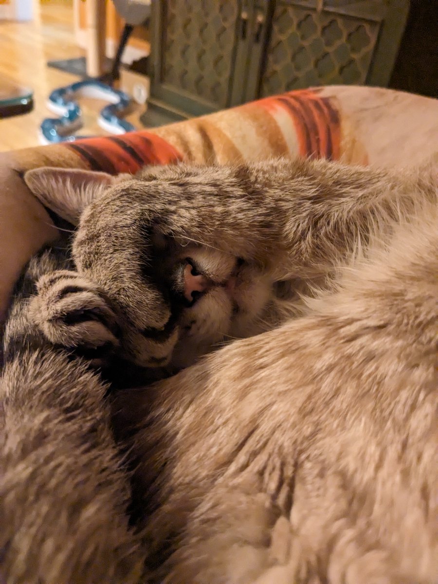 Happy 21st birthday to my cat, Pacey. Now that he's of age, we may hit up some happy hours this week! #OldPetsRock