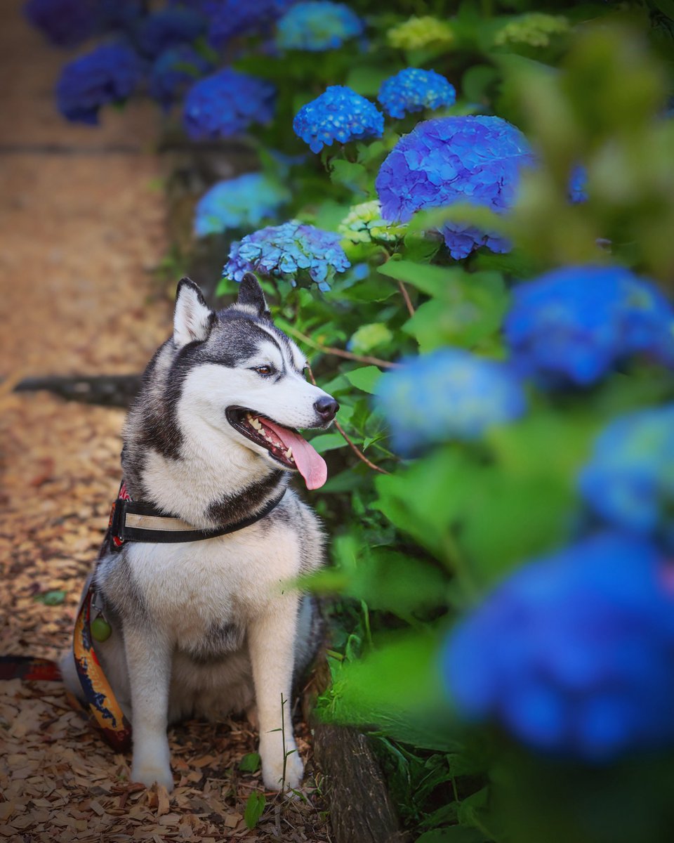 ちょびパパ（ワンコと家族のフォトグラファー） (@chobimaru_husky