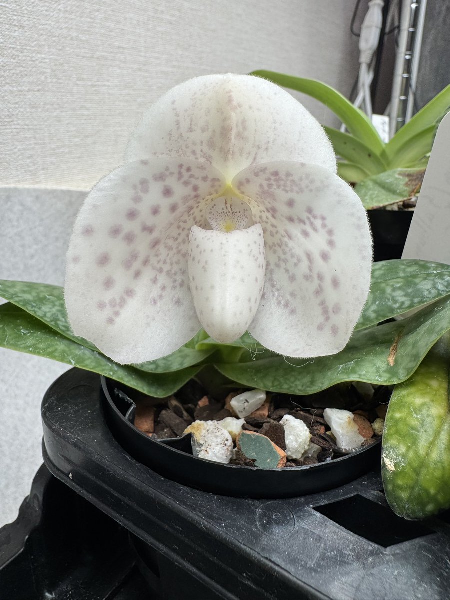 アウラパパ tweet media