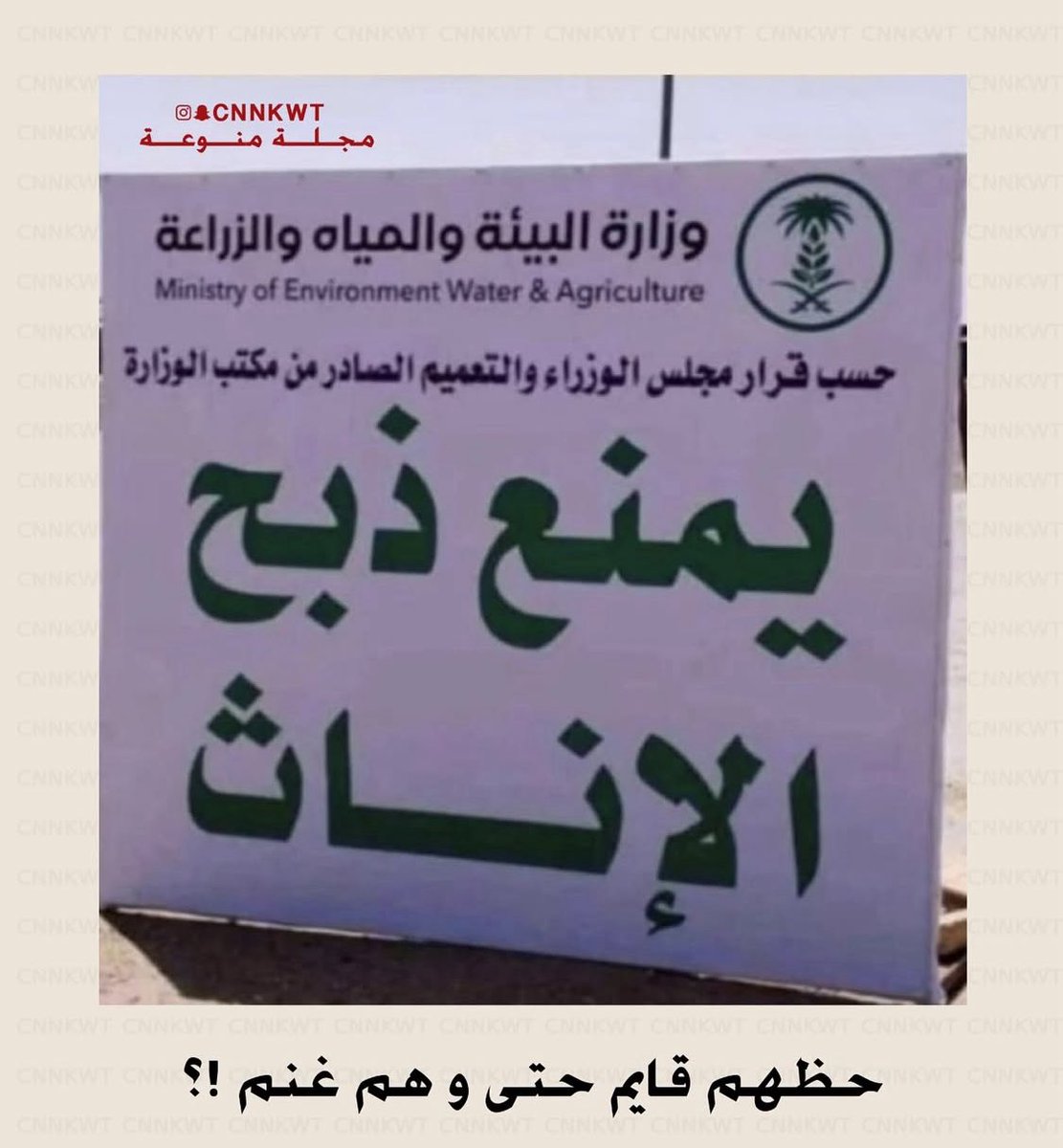 GHLESQ8's tweet image. ذكّرني التعليق في أسفل الصورة بقول الجاحظ: المرأة أرفع حالاً من الرجل في أمور، منها أنها التي تُخطَب وتُراد، وتُعشَق وتُطلَب، وهي التي تُفدَّى وتُحْمى.