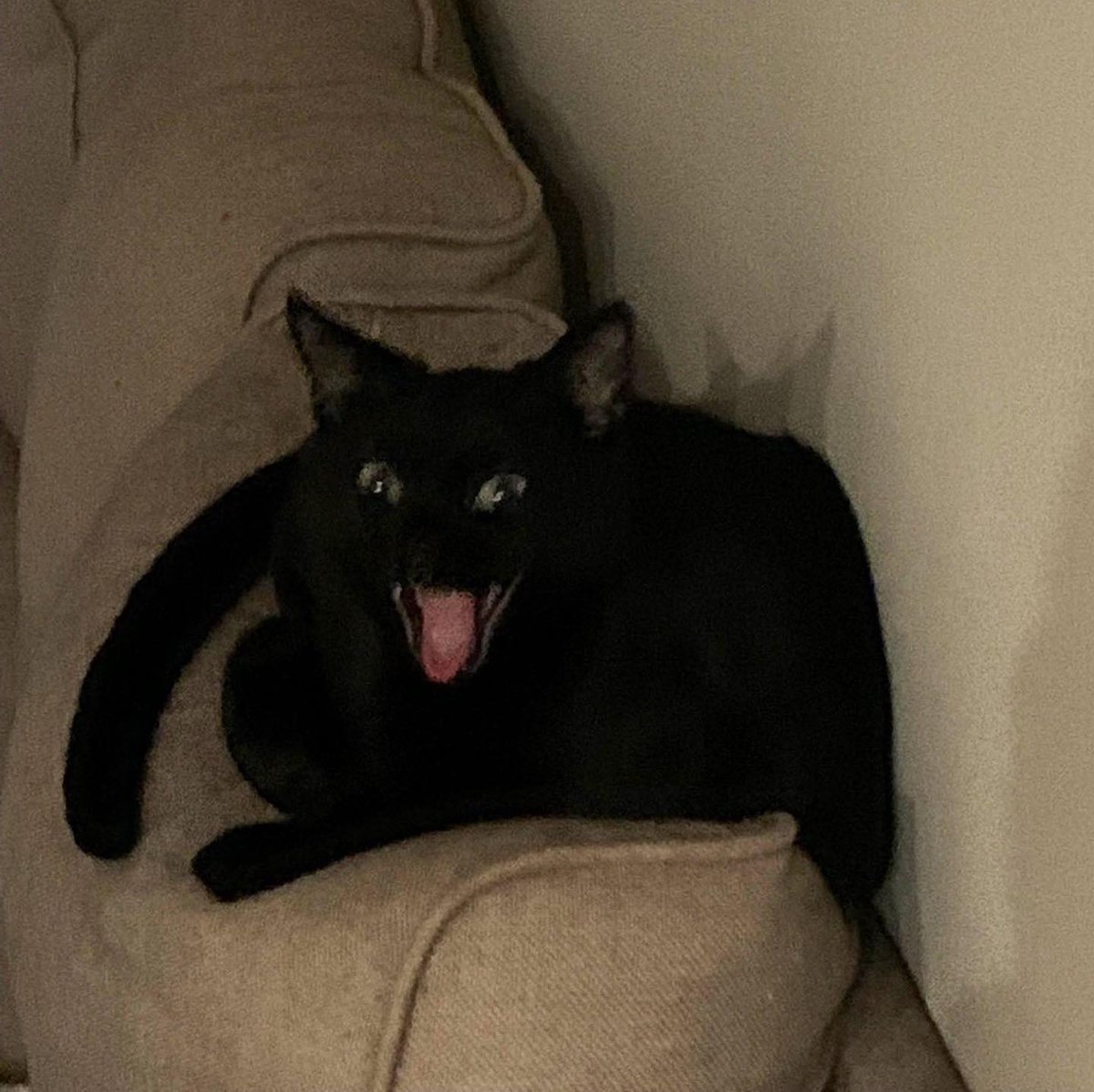 Punch Cat (@punchingcat) on Twitter photo 