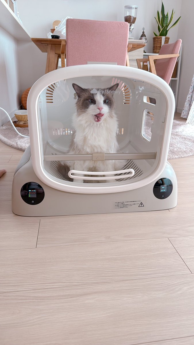 パニックにならず使ってくれてほんとよかった😮‍💨
てかめちゃ快適ほたてくんも私も✨こりゃええわ☺️😽

#ラグドール
#ほたて2025
#猫