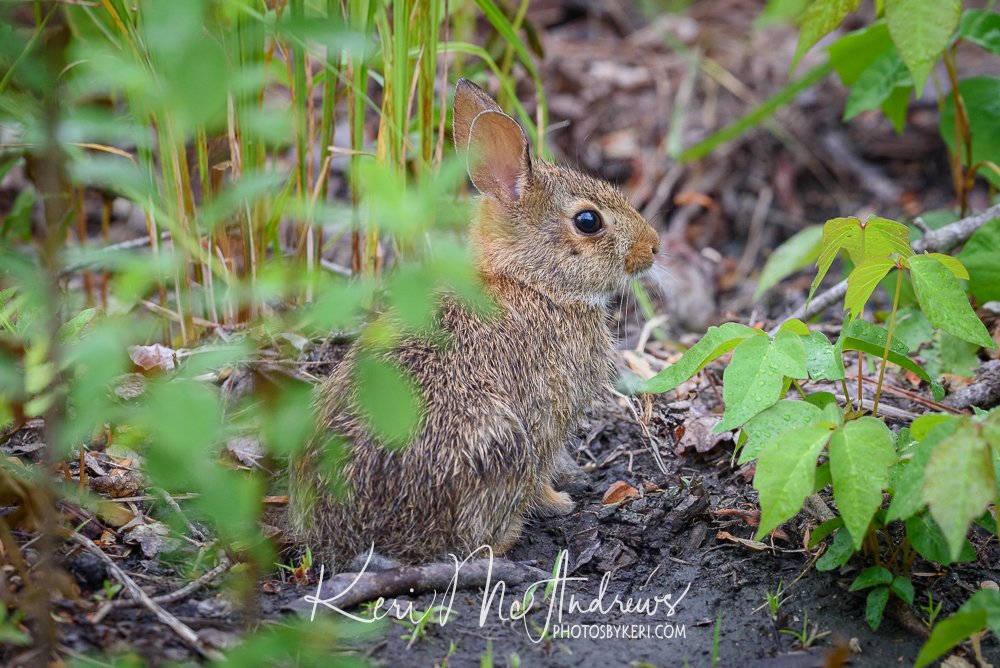 PhotosByKeri's tweet image. Roadside Cottontail 6/7/25
#2025Project52 #Week23
There’s a nearby road we call “Bunny Lane” because we used to always see cottontails running all over the place. FInally, this week, we spotted a baby using the foliage as camouflage! I see you!
photosbykeri.com/fine-art/e3b7f…