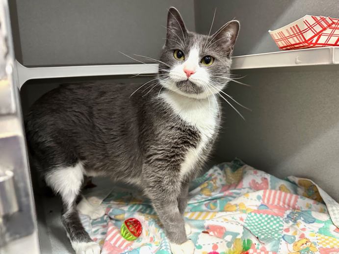 NYCDEATHROWCATS's tweet photo. THERE ARE 27 ANIMALS (10 CATS &amp; 17 DOGS)  AT RISK FOR TUESDAY 06/10/25 DEADLINE IS NOON. PLEASE SHARE, FOSTER, ADOPT, TAG FRIENDS, POST TO SOCIAL MEDIA SITES, PLEDGE TO  HELP SAVE THEIR LIVES. NEW PHOTOS. https://t.co/Rt2PL8RIF6 https://t.co/CwYX5rN3LL