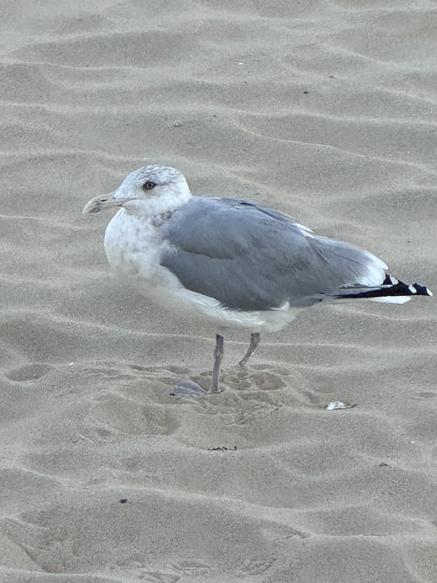 I just had a fun idea… showcasing seagull pics in honor of my book using the hashtag #OCMDseagulls 📚💚🐦 Check it out: alissaarford.com/ocmdseagulls/
