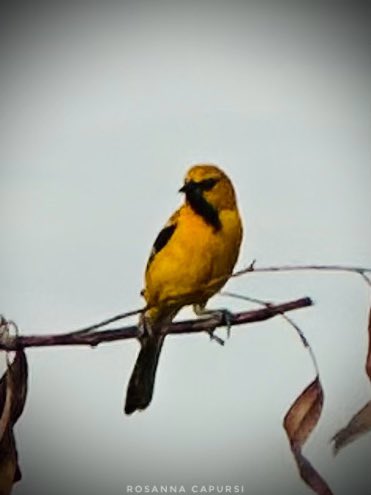 rosannastormve's tweet photo. 07/06/2025
#7dejunio #junio #cabimas #Venezuela #zulia #june @ThePhotoHour #turpial #ave #bird https://t.co/yIxgyCJ3ie
